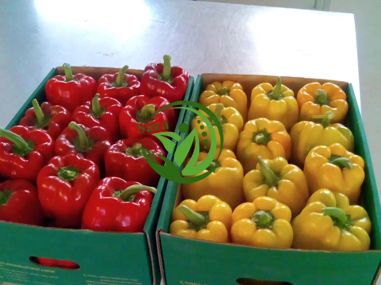 Order Fresh Capsicum pepper Egypt Supplier